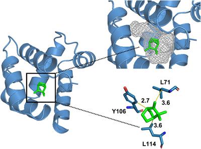 Ligand-binding properties of XaffOBP9, a Minus-C odorant-binding protein from Xyleborus affinis (Coleoptera: Curculionidae: Scolytinae)